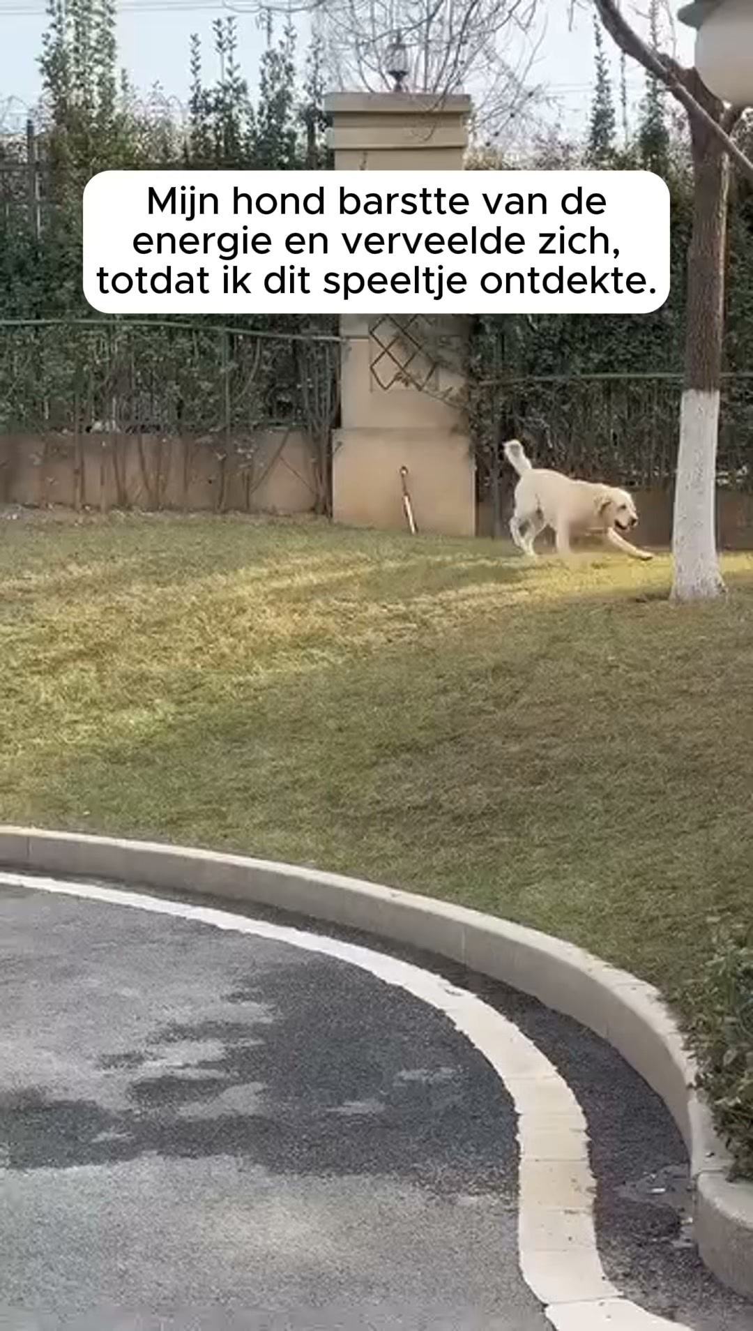 De nummer 1 duurzame speelbal voor honden