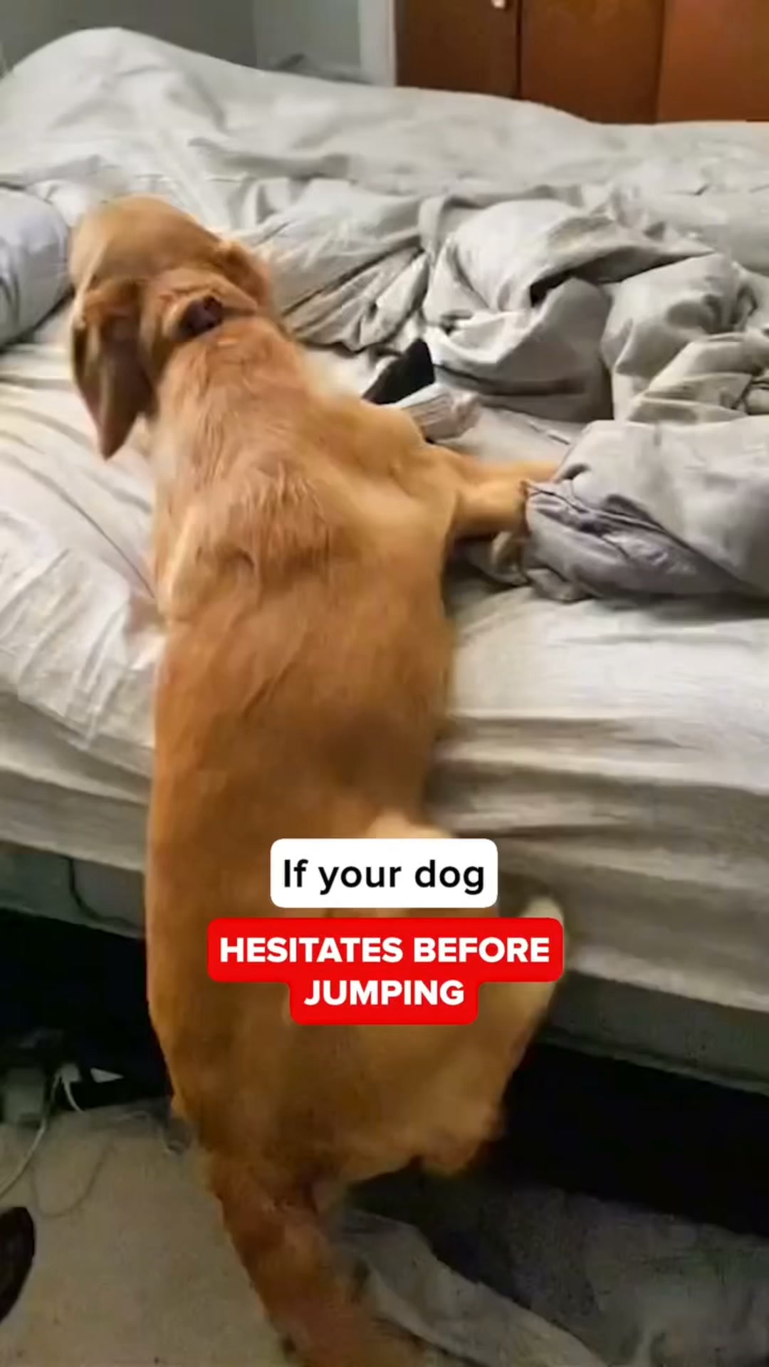 Help your dog move freely again