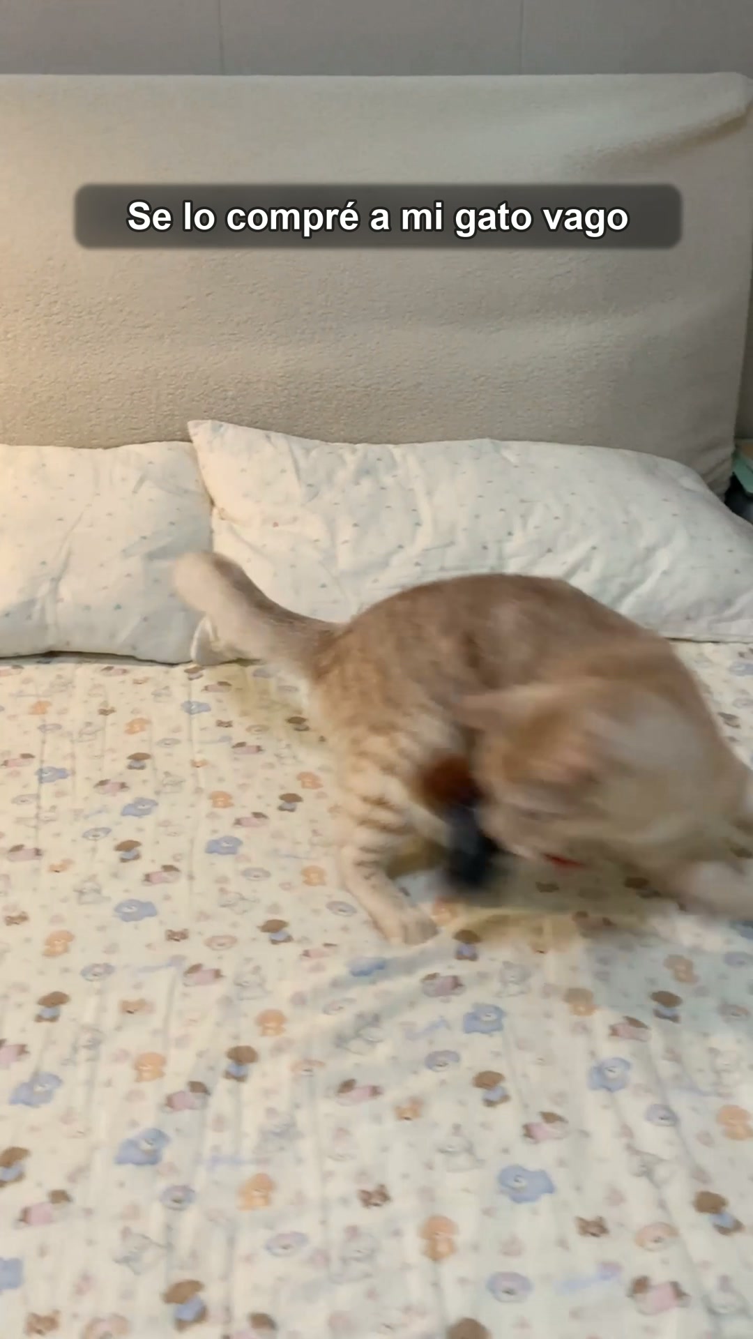 50% de descuento – tu gato no va a parar