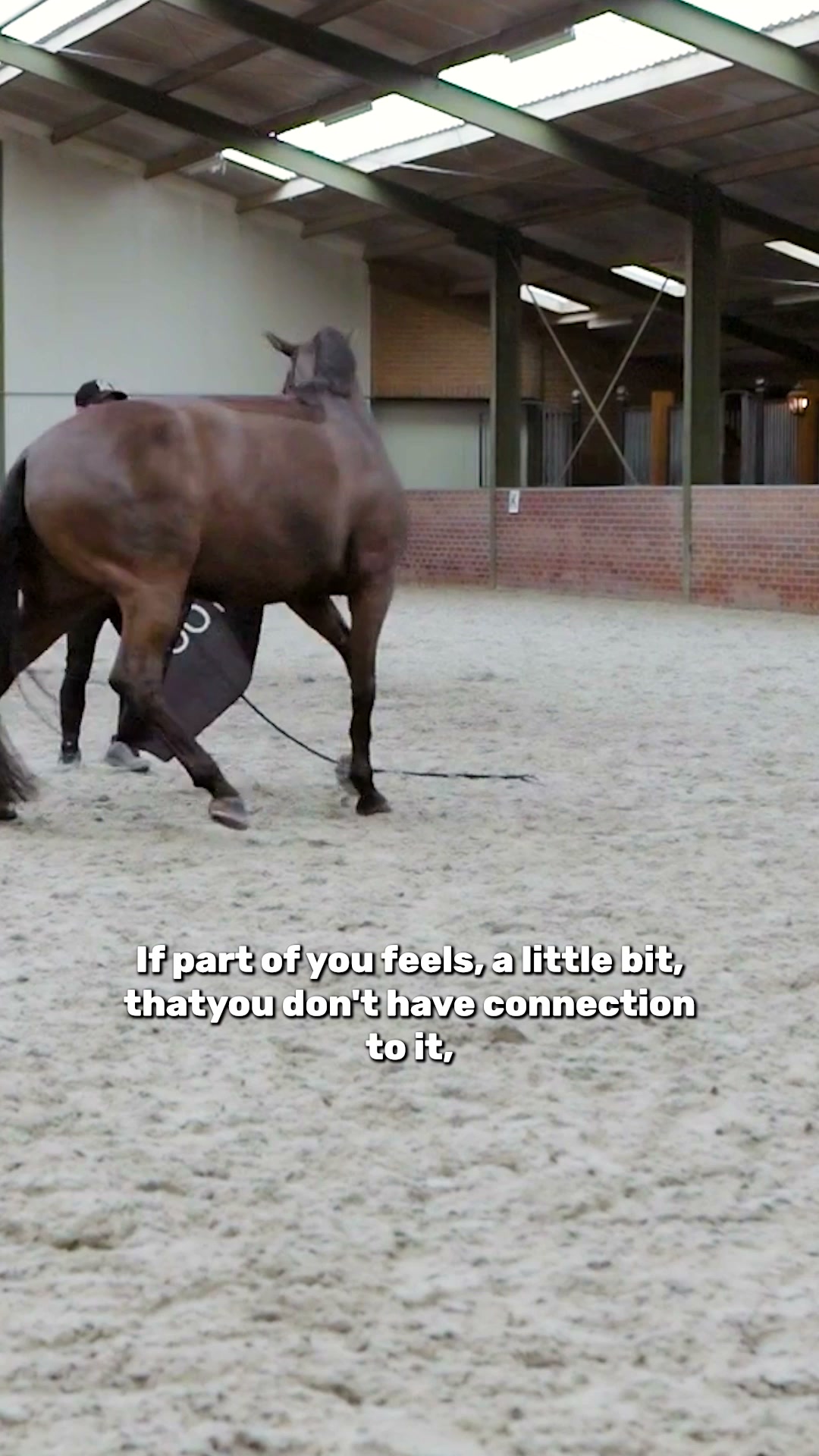 Relaxed horse in every situation?