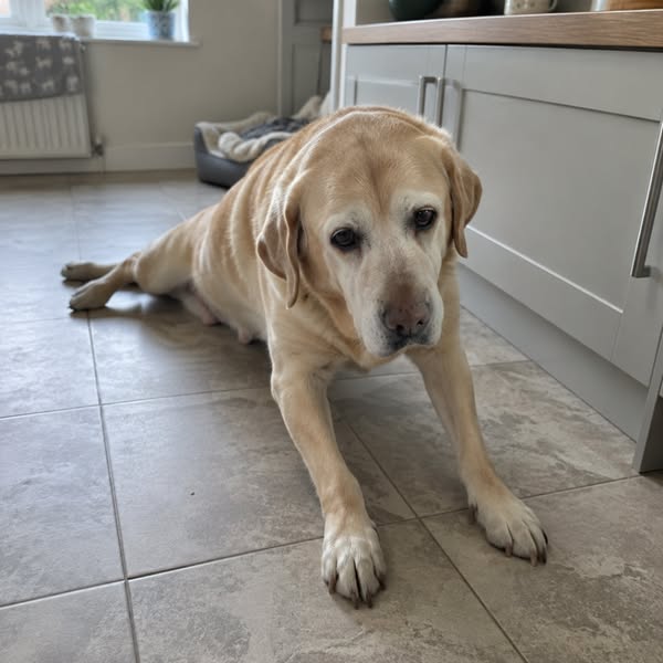 I Lost My Dog To Librela. Please Read This Before Your Next Injection.