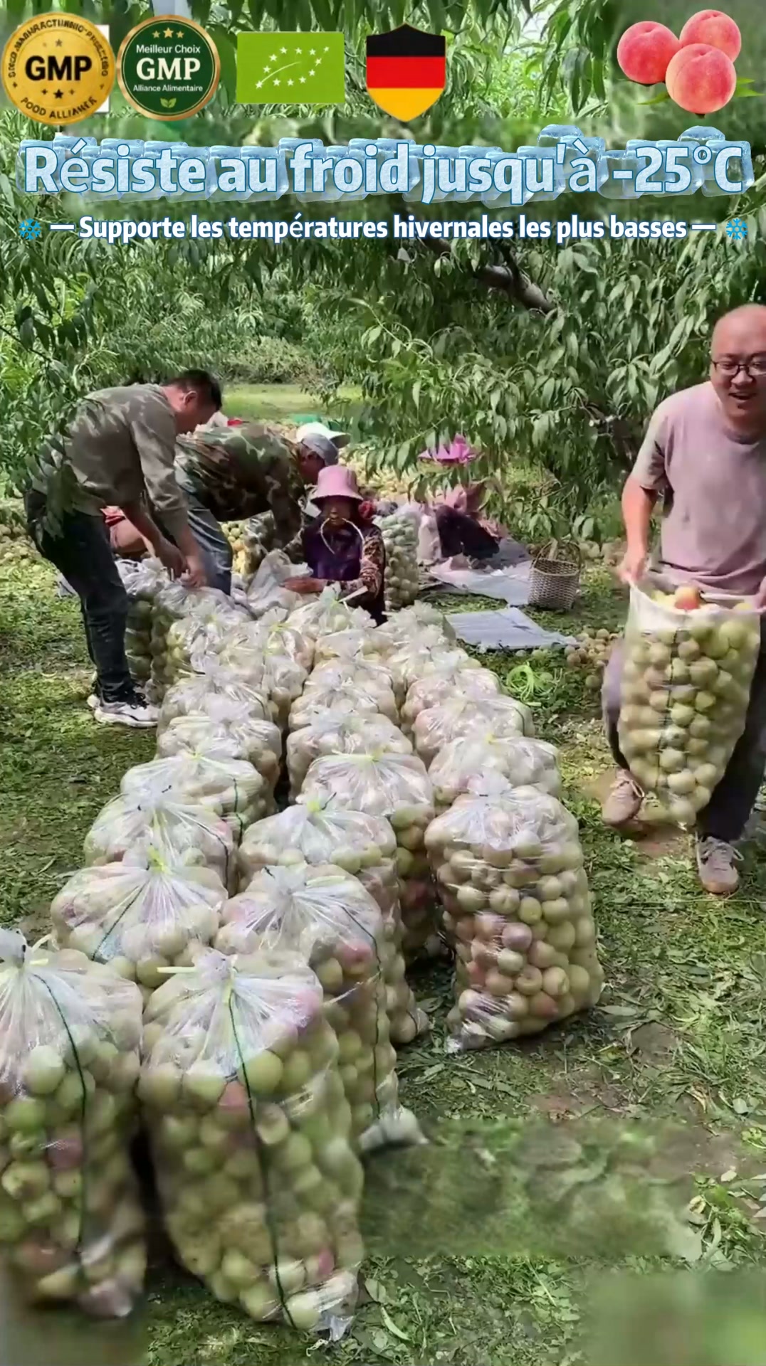 " Offrez-vous des arbres fruitiers chez vous: pêches bio, -50% aujourd'hui."