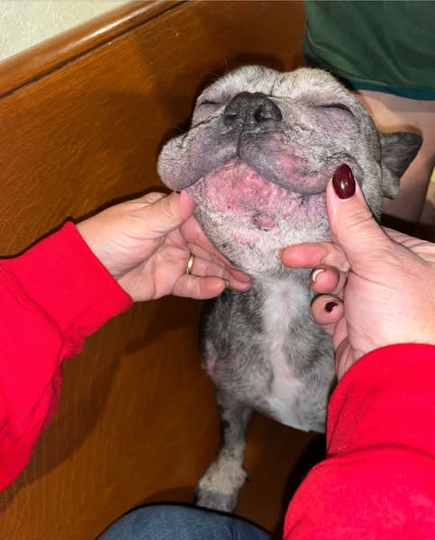 Die Hautbarriere meines Hundes hat sich nach jahrelangen Allergieproblemen wieder aufgebaut
