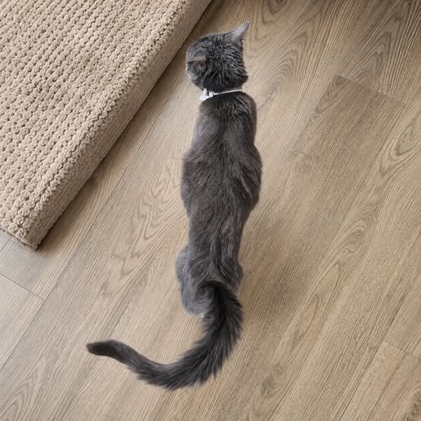 Mi sono rifiutata di far sopprimere il mio gatto. Ecco cosa è successo sei mesi dopo.