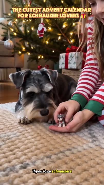 24 Days of Schnauzer Love – A Little Bearded Friend Every Day