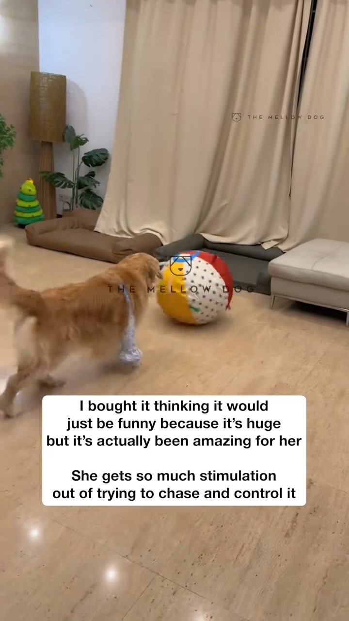 Dogs' JUMBO ball