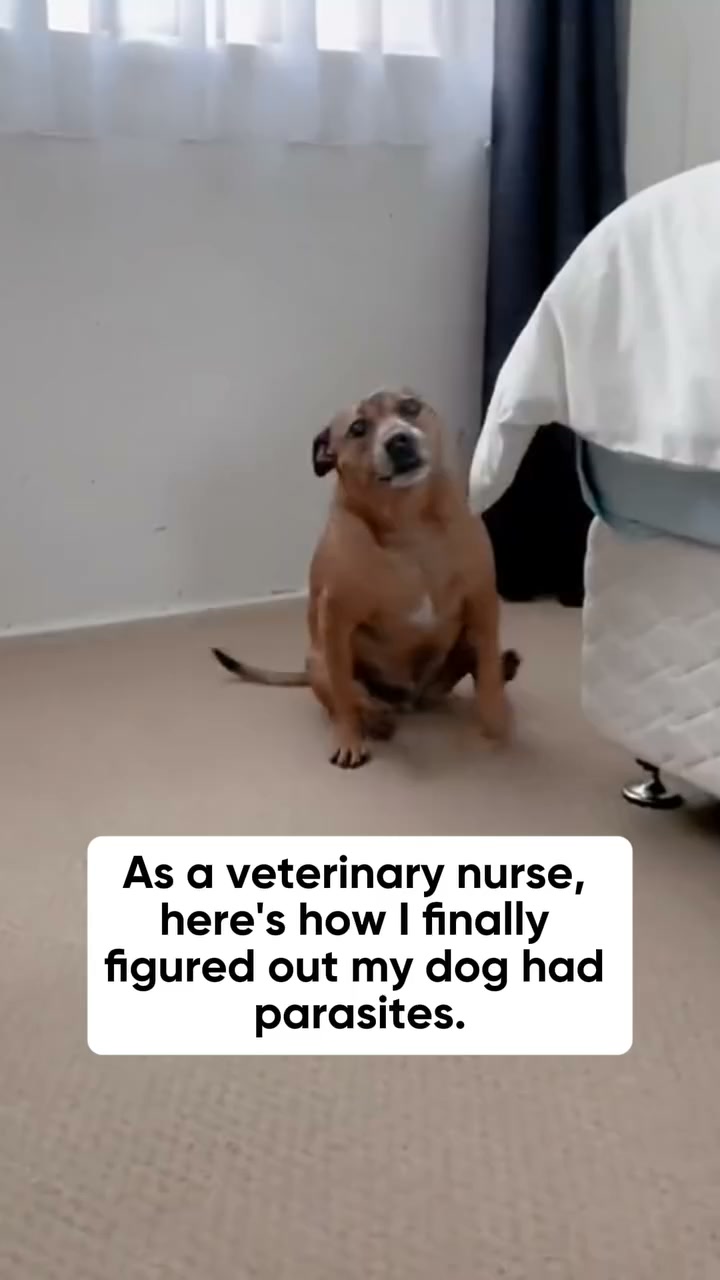 Gut Support in One Routine