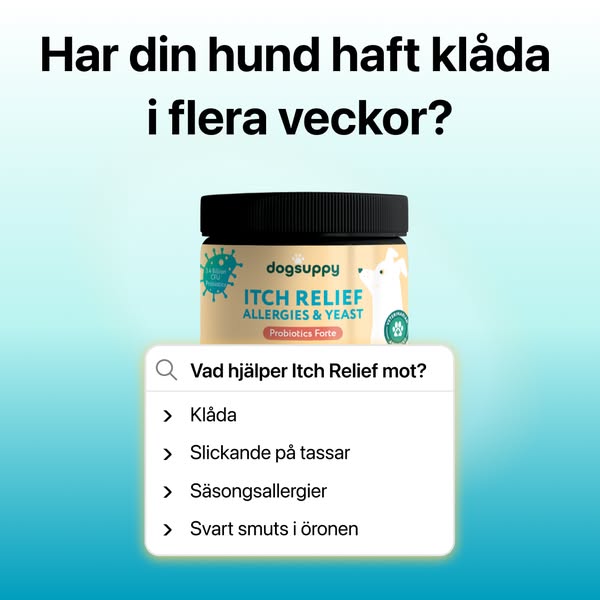 Vad 200 000 hundägare nu ger vid klåda