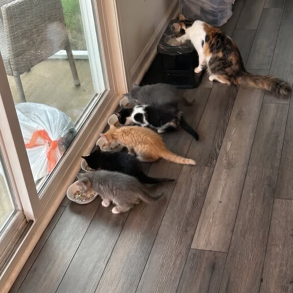 PLEASE do not use a water bowl!