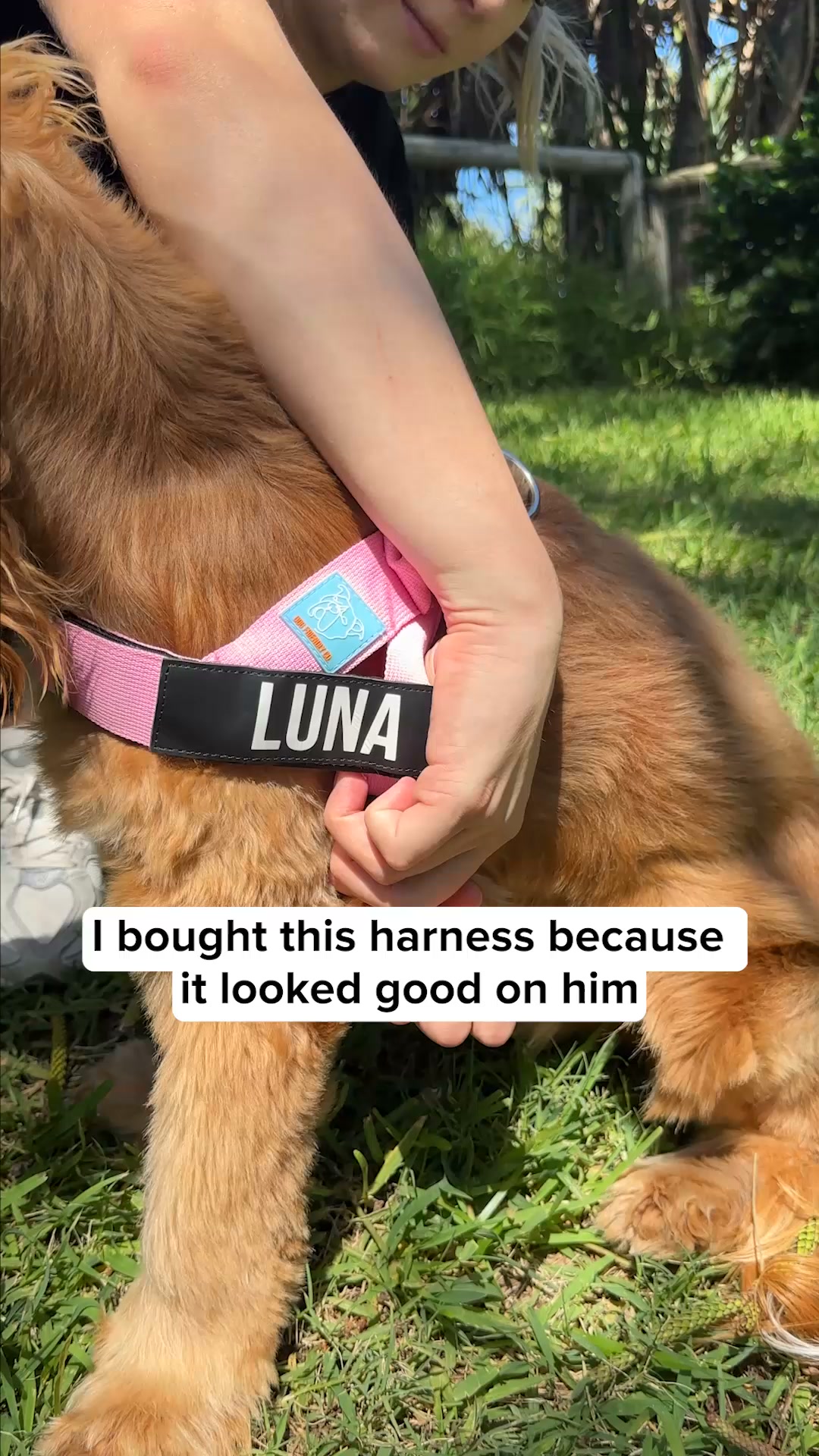 The Harness That Takes Care Of Your Puppy's Health