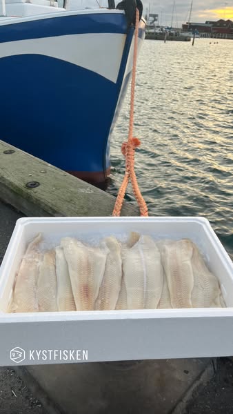 Bestil friskfanget fisk