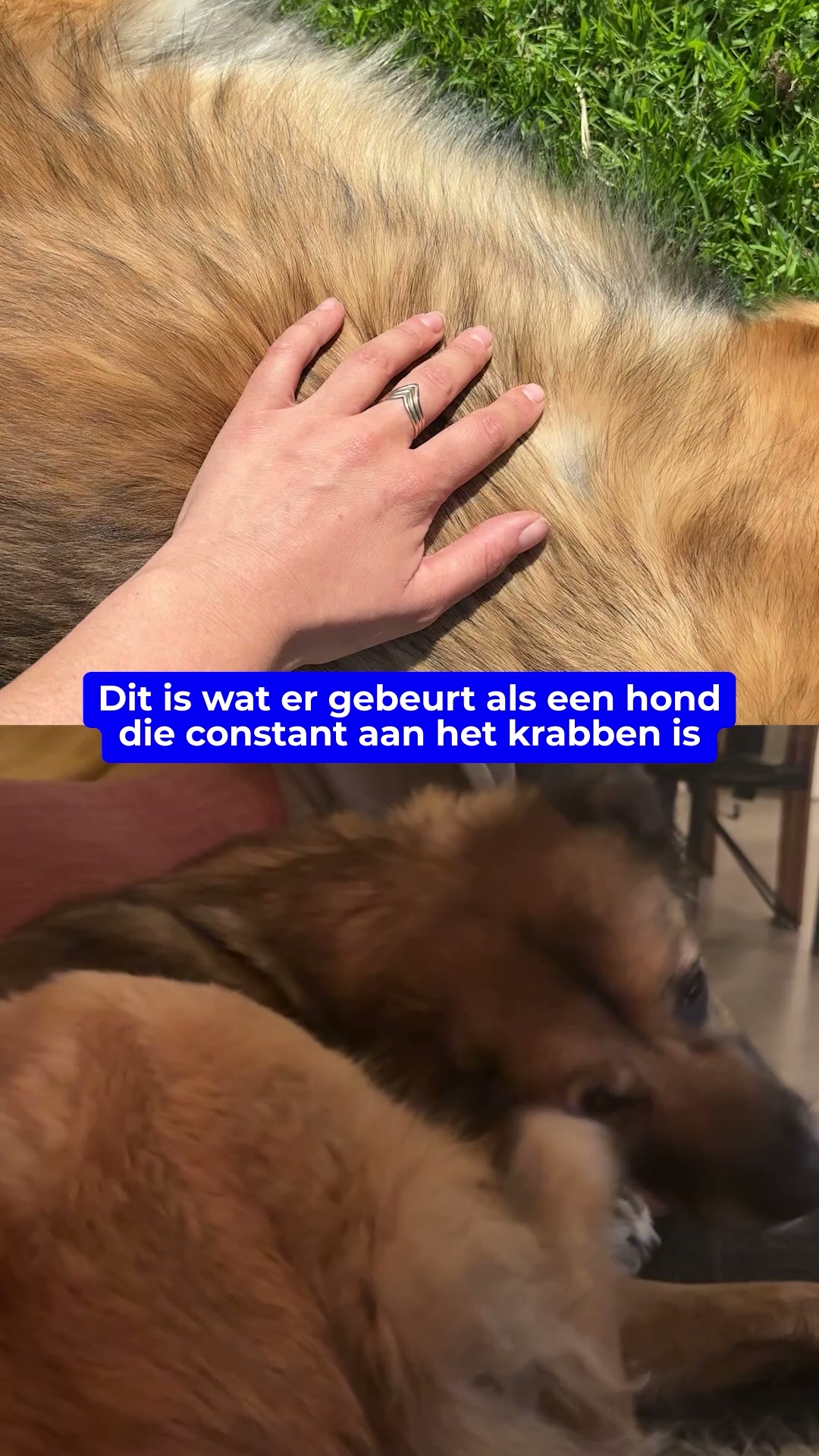 Als jouw hond constant krabt, kijk dit