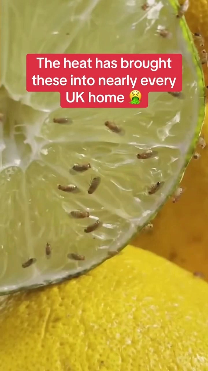 Ultra-Strong Fruit Fly Trap - User Friendly
