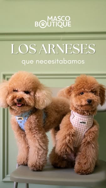 El mejor arnés para tus paseos diarios