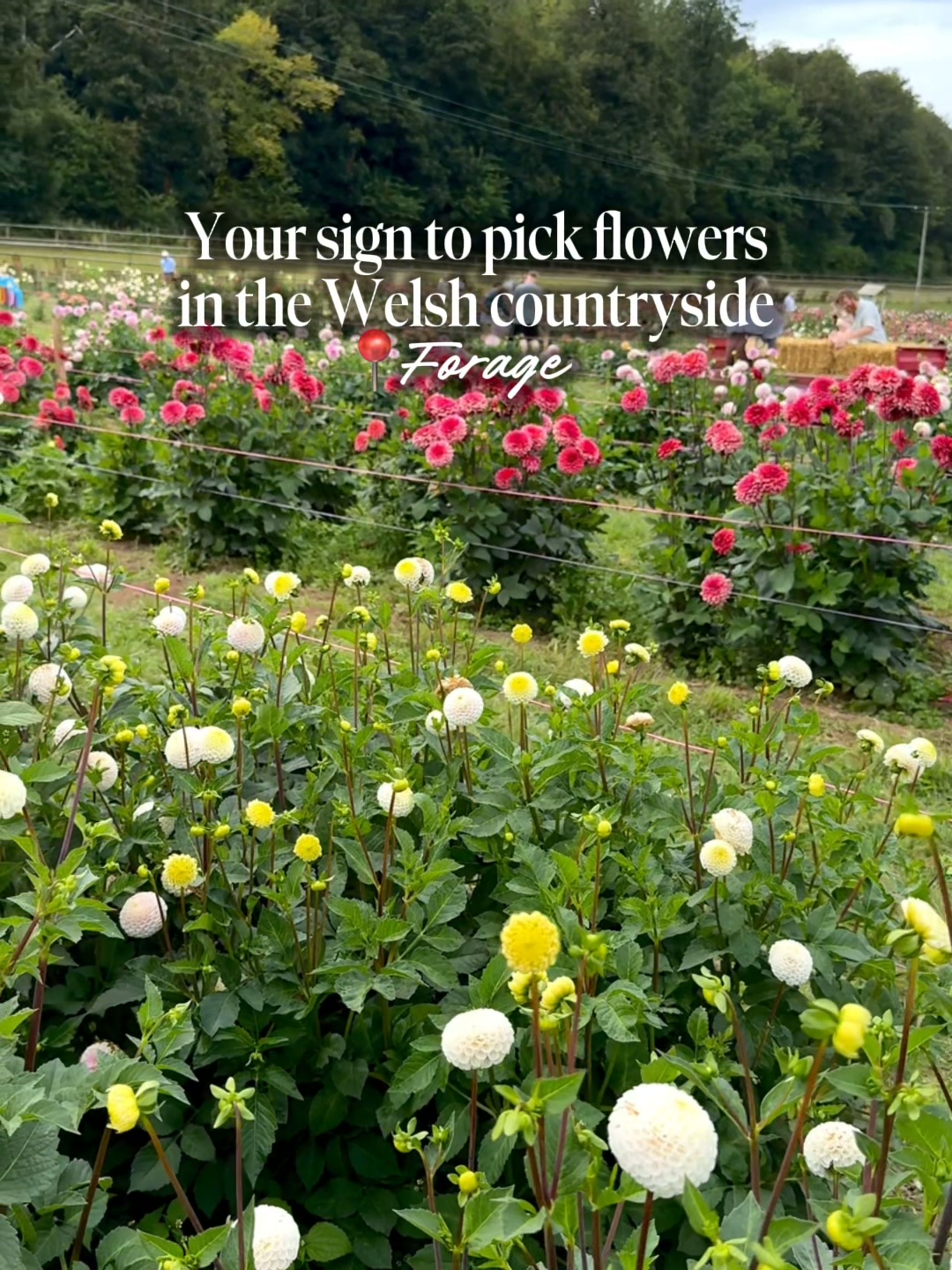 Pick Your Own Summer Bouquet