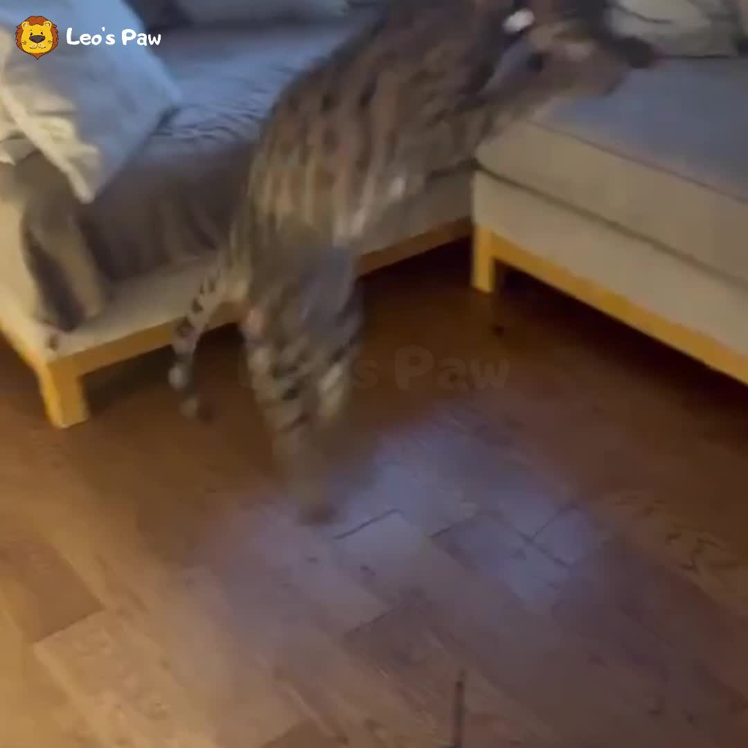 Your Cat's Next Big Obsession