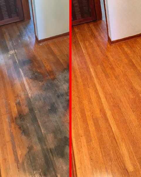Animal Shelters Use This to Erase Stains & Odors