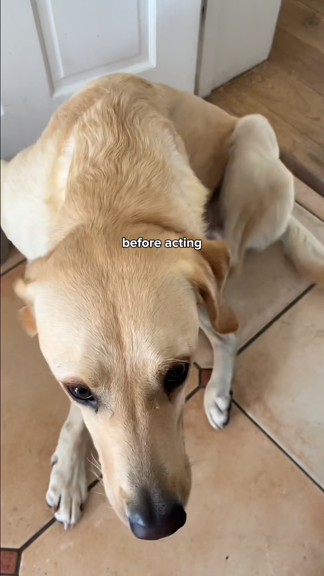 Fleas don't stand a chance