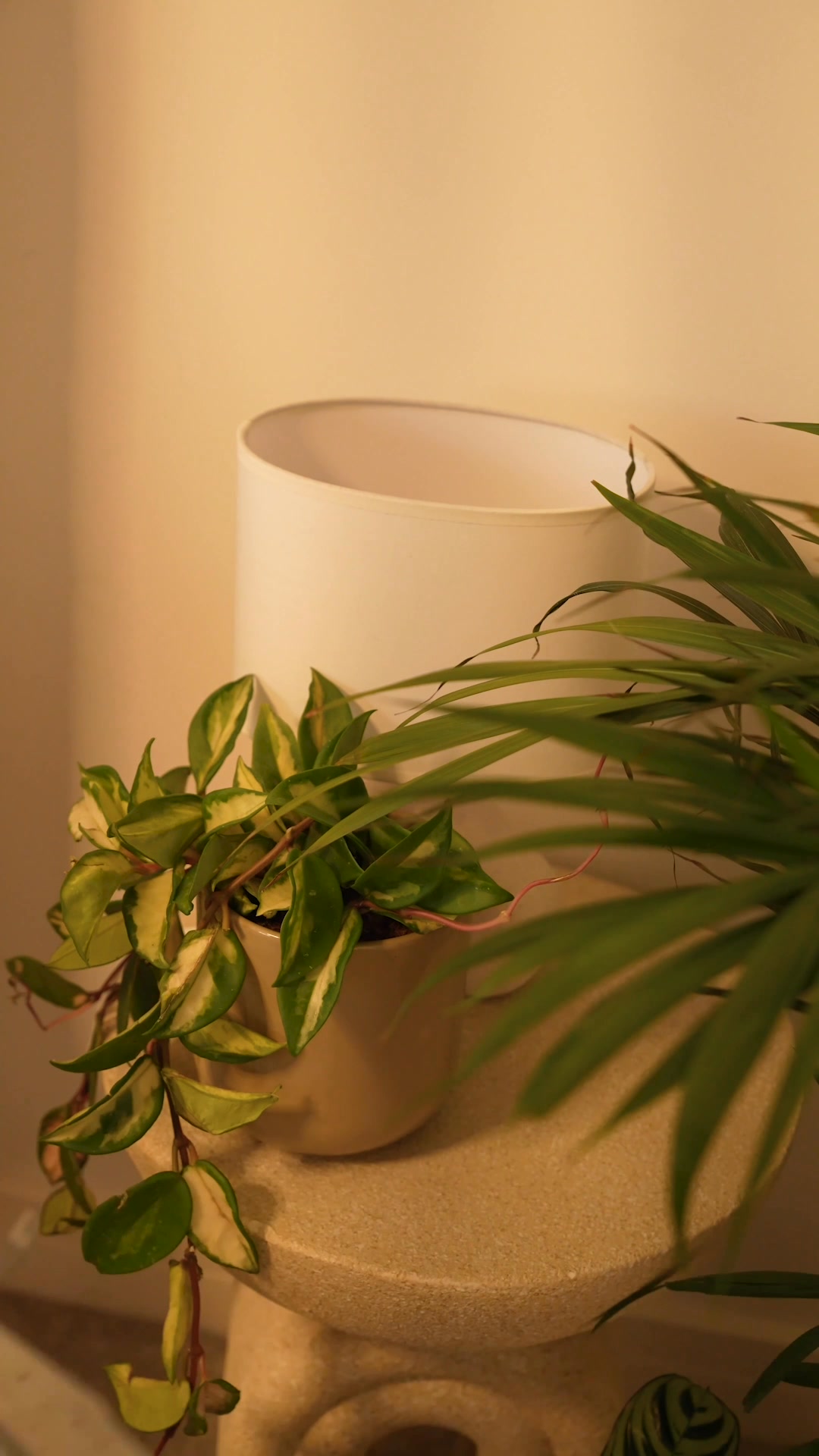 These are NO ordinary plants!