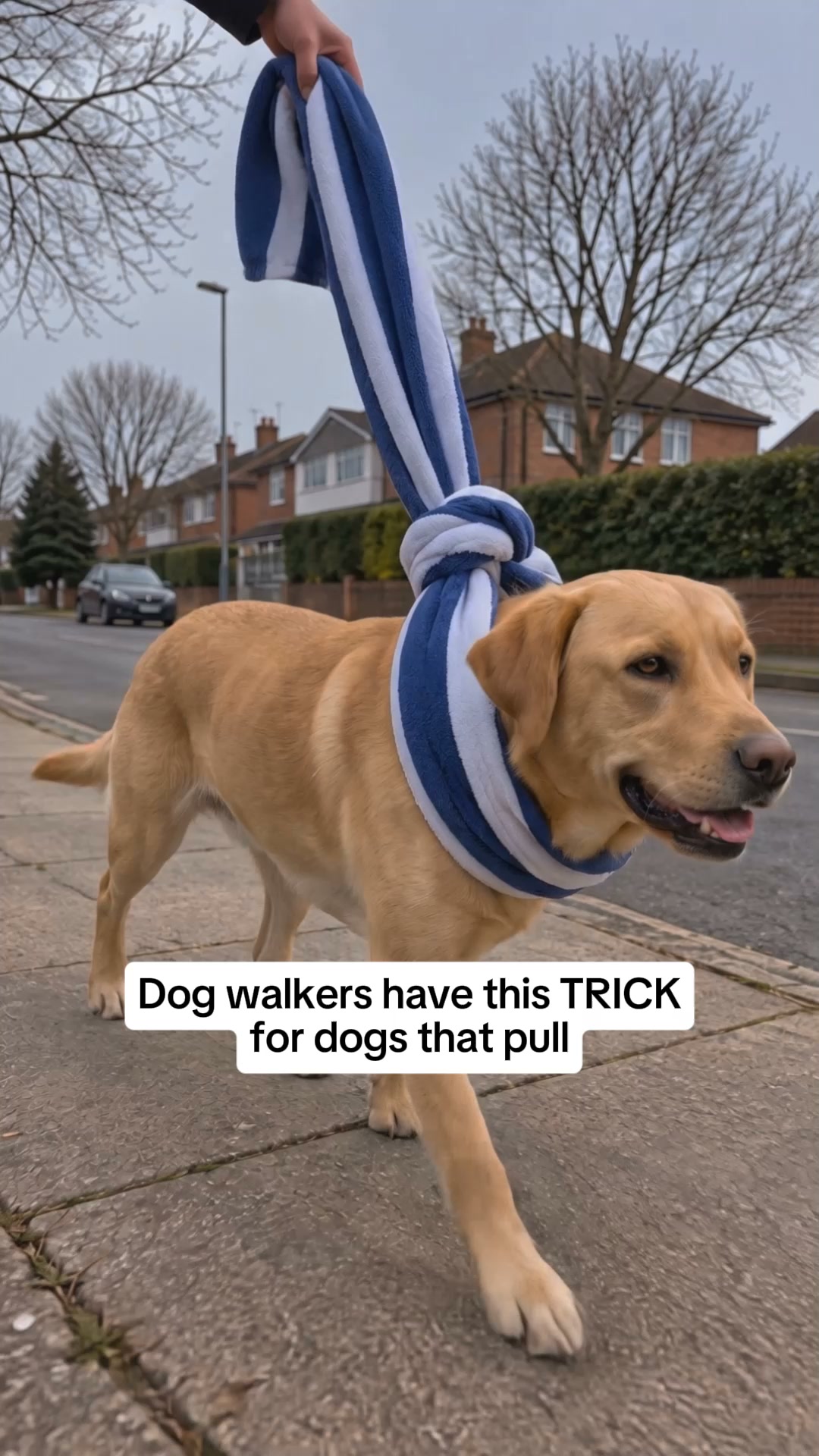 ParoPet No Pull Dog Harness