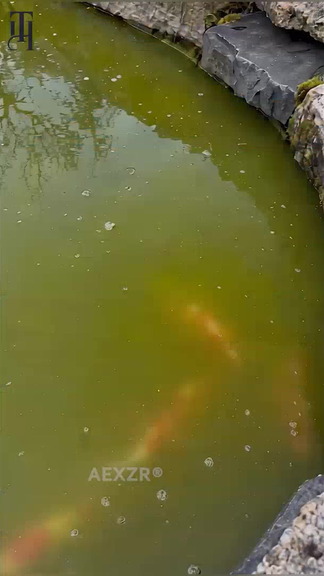 Clearer Pond Water, Less Scrubbing