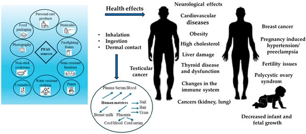 Health Impacts of Per- and Polyfluoroalkyl Substances (PFASs): A Comprehensive Review
