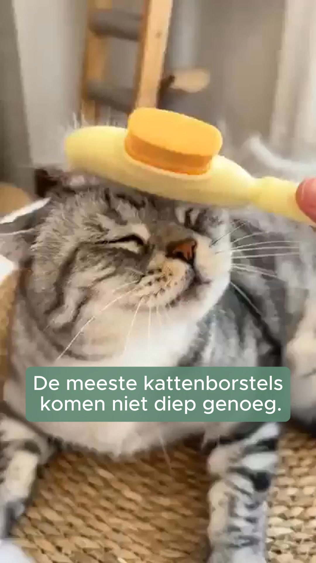 Ontdek Groomly. Speciaal ontwikkeld voor de verharing van jouw kat.