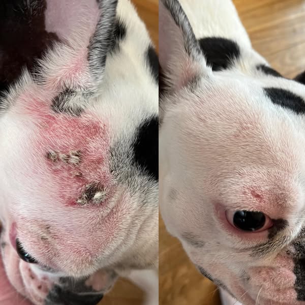 Arrêtez de traiter ses allergies...