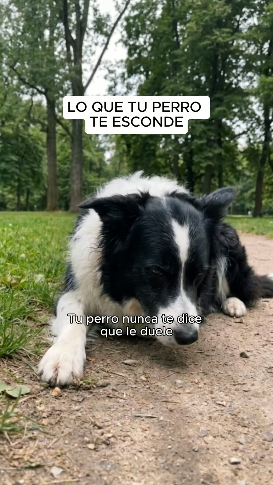 Lo que usan los veterinarios, ahora en casa