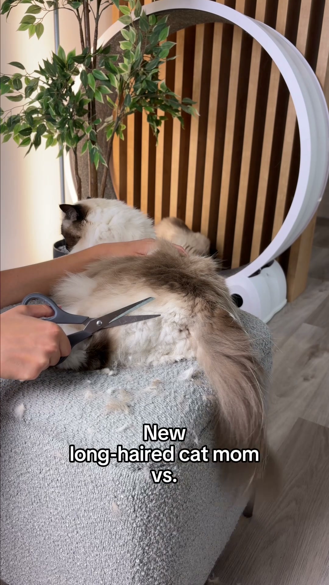 The Upgrade Every Long-haired Cat Parent Makes