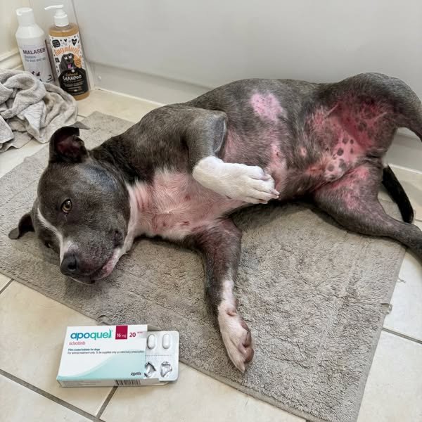 Read This Before Your Next Vet Bill