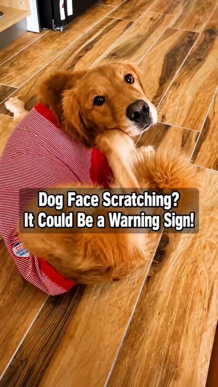 Is your dog aggressively scratching its face? Don't ignore it! ‼
