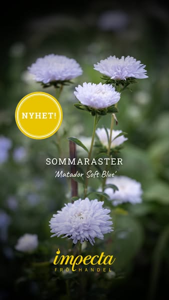 Sommaraster 'Matador Soft Blue'
