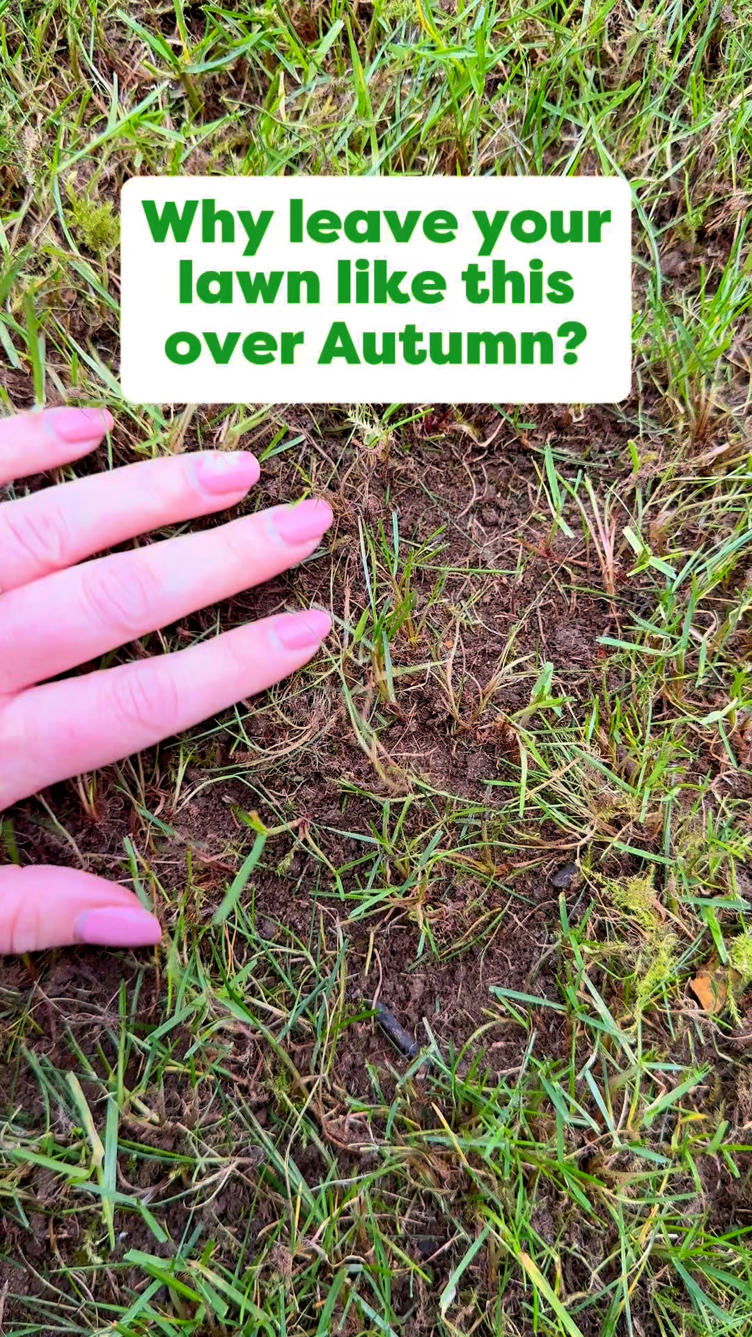 Transform Your Lawn