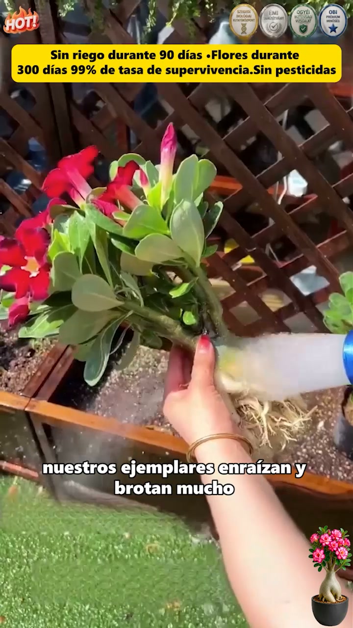 【HAZ CLIC AQUÍ Y CONSIGUE TUS BULBOS DE ROSA DEL DESIERTO CON ENVÍO GRATIS】