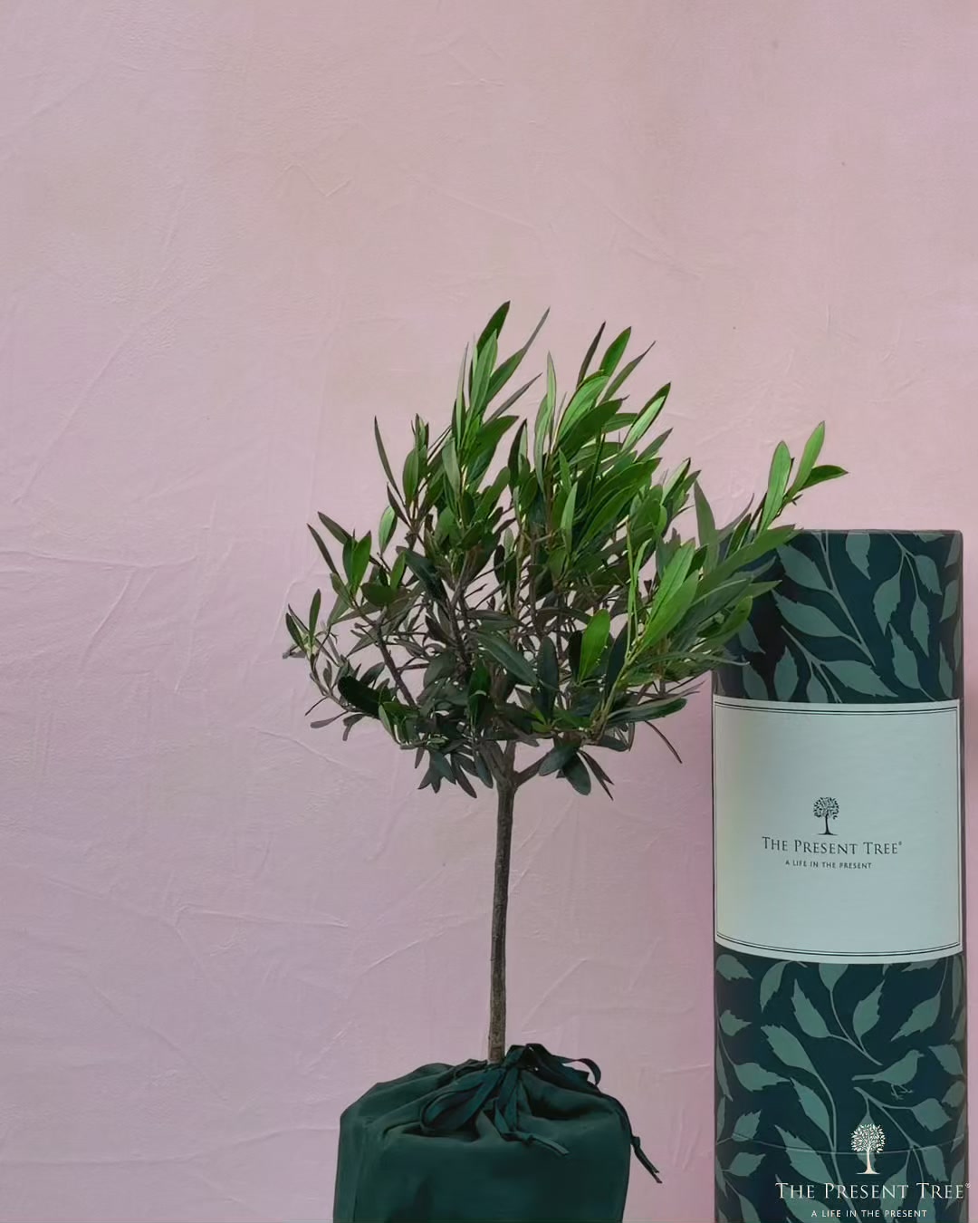 Beautifully Wrapped Tree Gifts