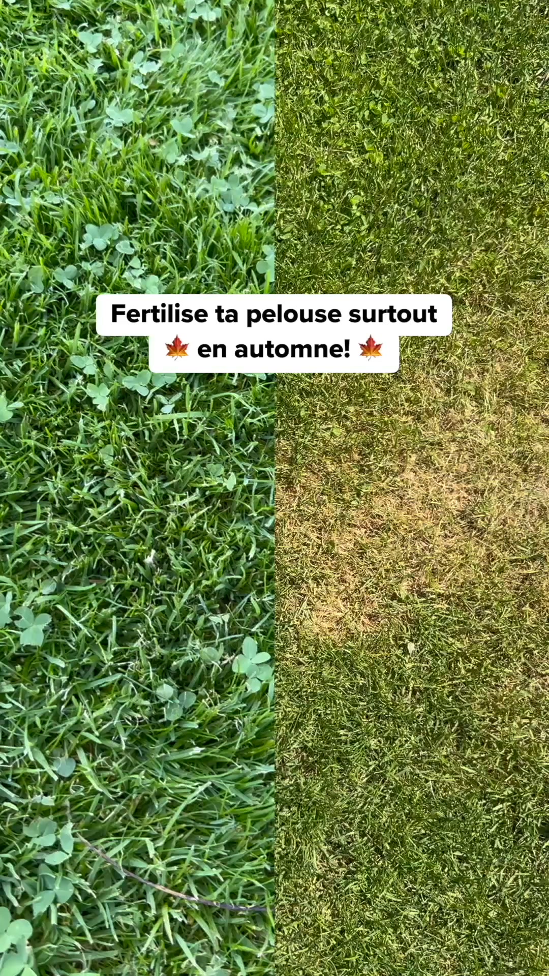 Sauver son gazon après l'été