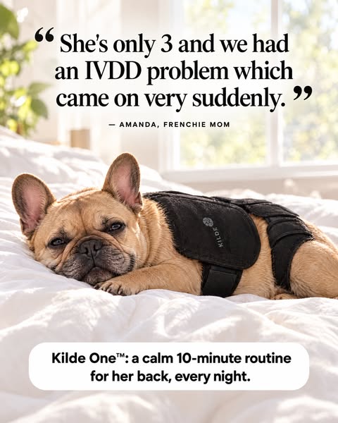 For Dachshund, Frenchie & Corgi Owners