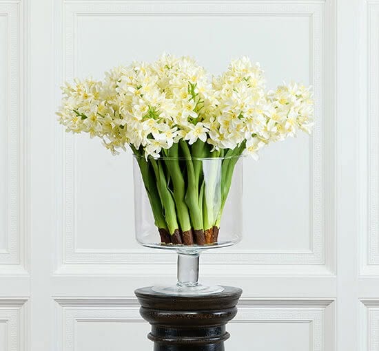 Hyacinth Cut Flower White