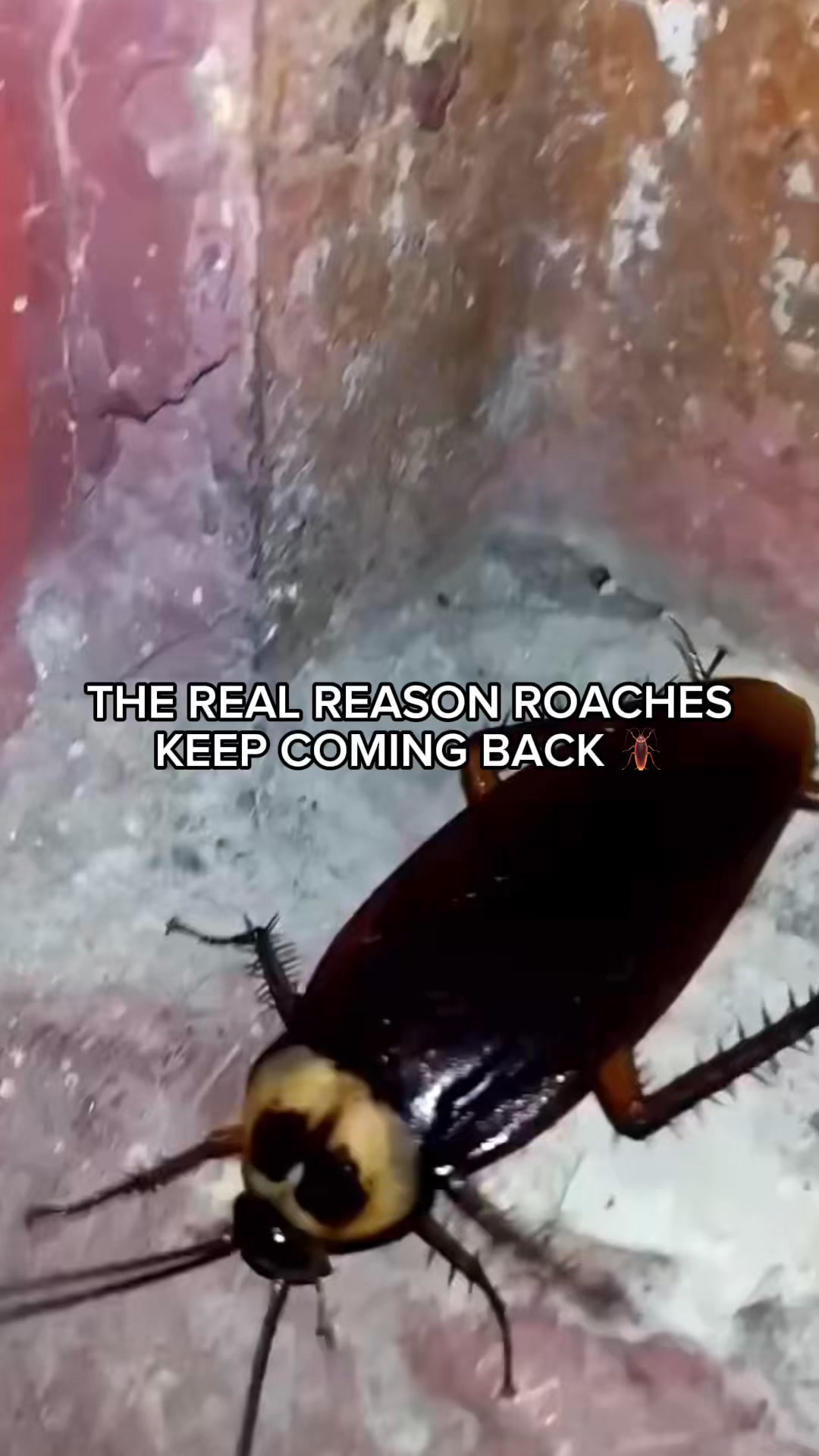 Say Goodbye To Roaches