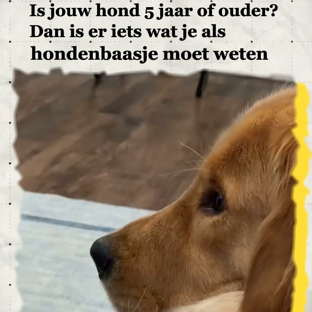 Is jouw hond 5 jaar of ouder? Lees dit