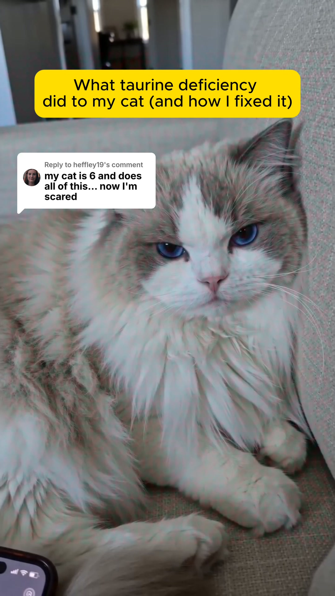 Every Test Came Back Normal. My Cat Was Dying Anyway.