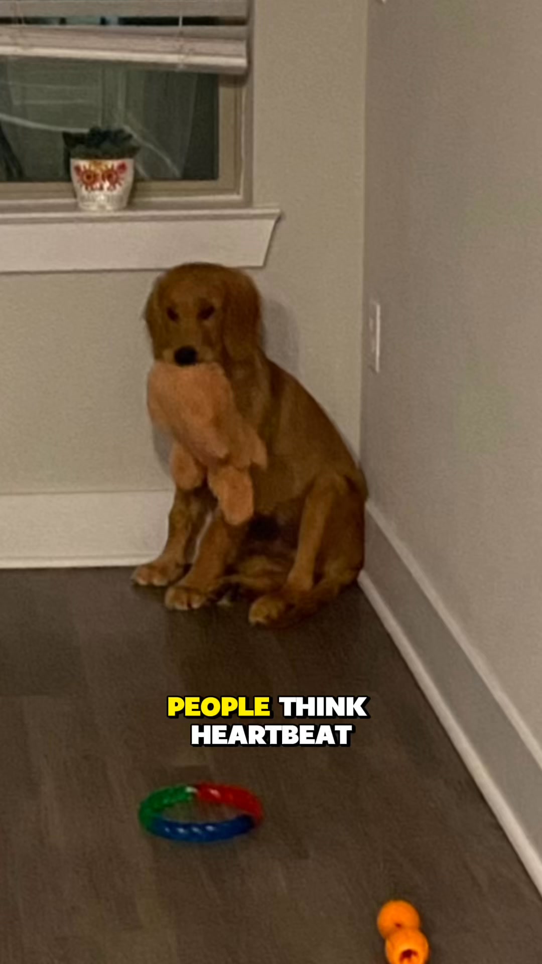 Not just for puppies. For every dog who needs comfort.