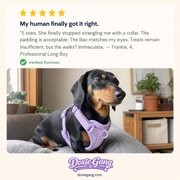 My Human Finally Got It Right.