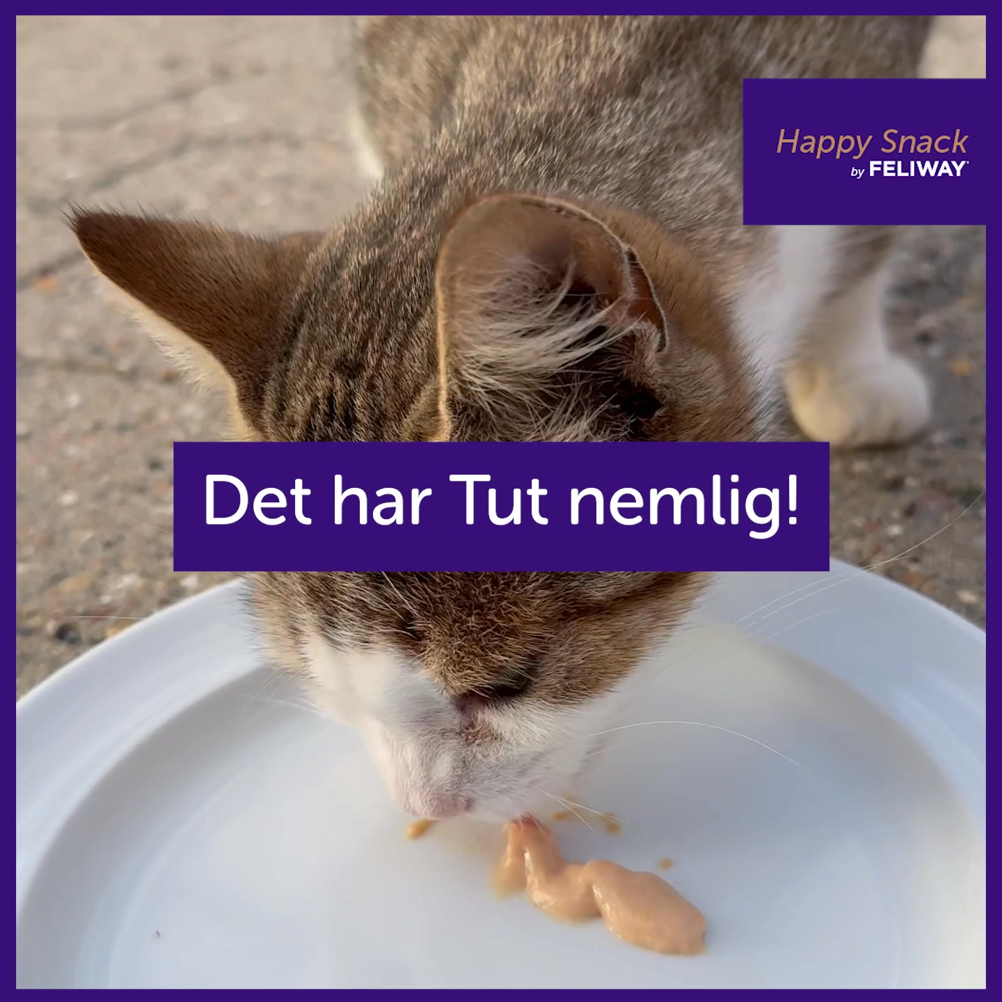 Kalder alle fiskeelskende katte!