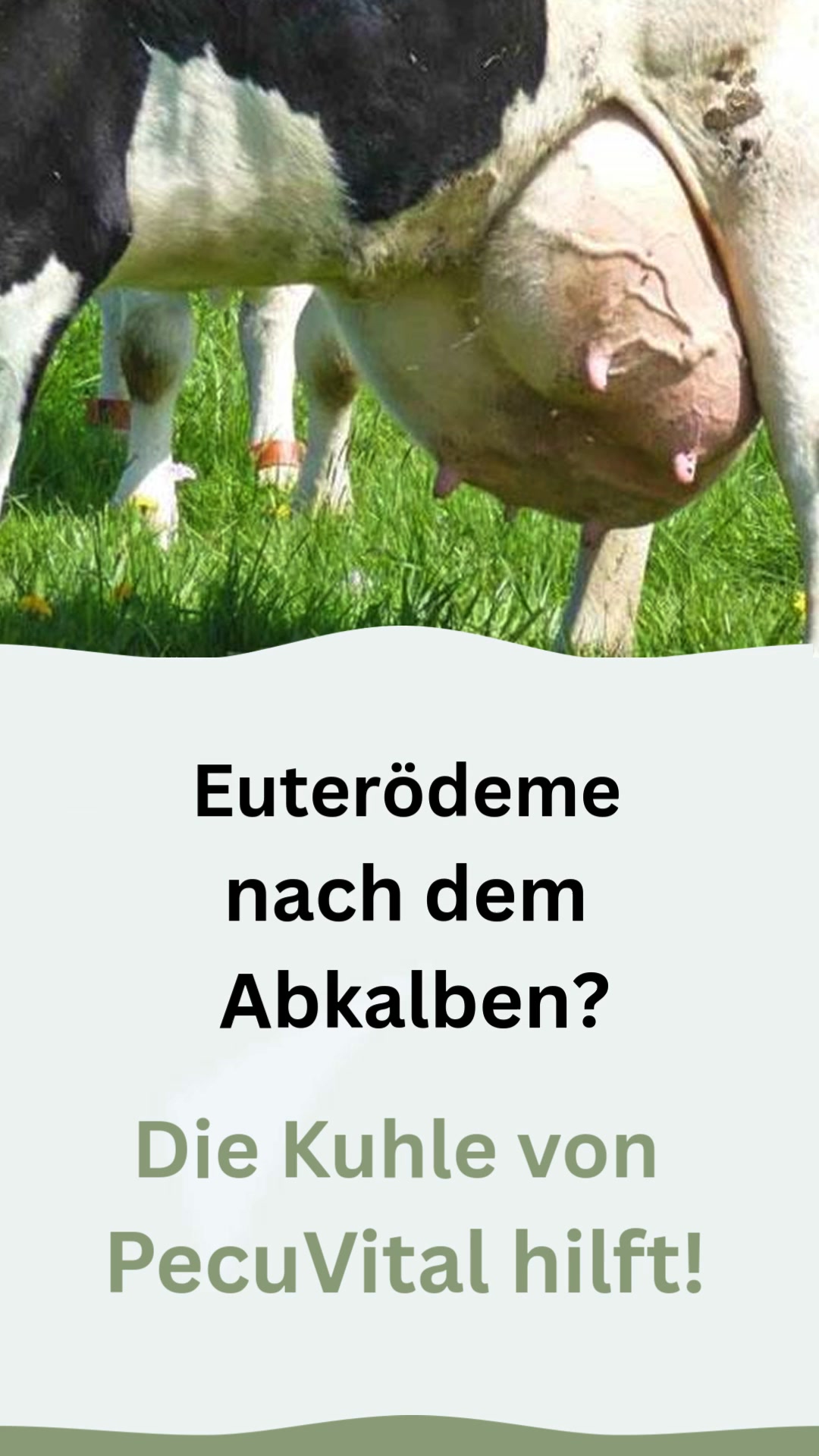 Hilfe bei Euterödemen