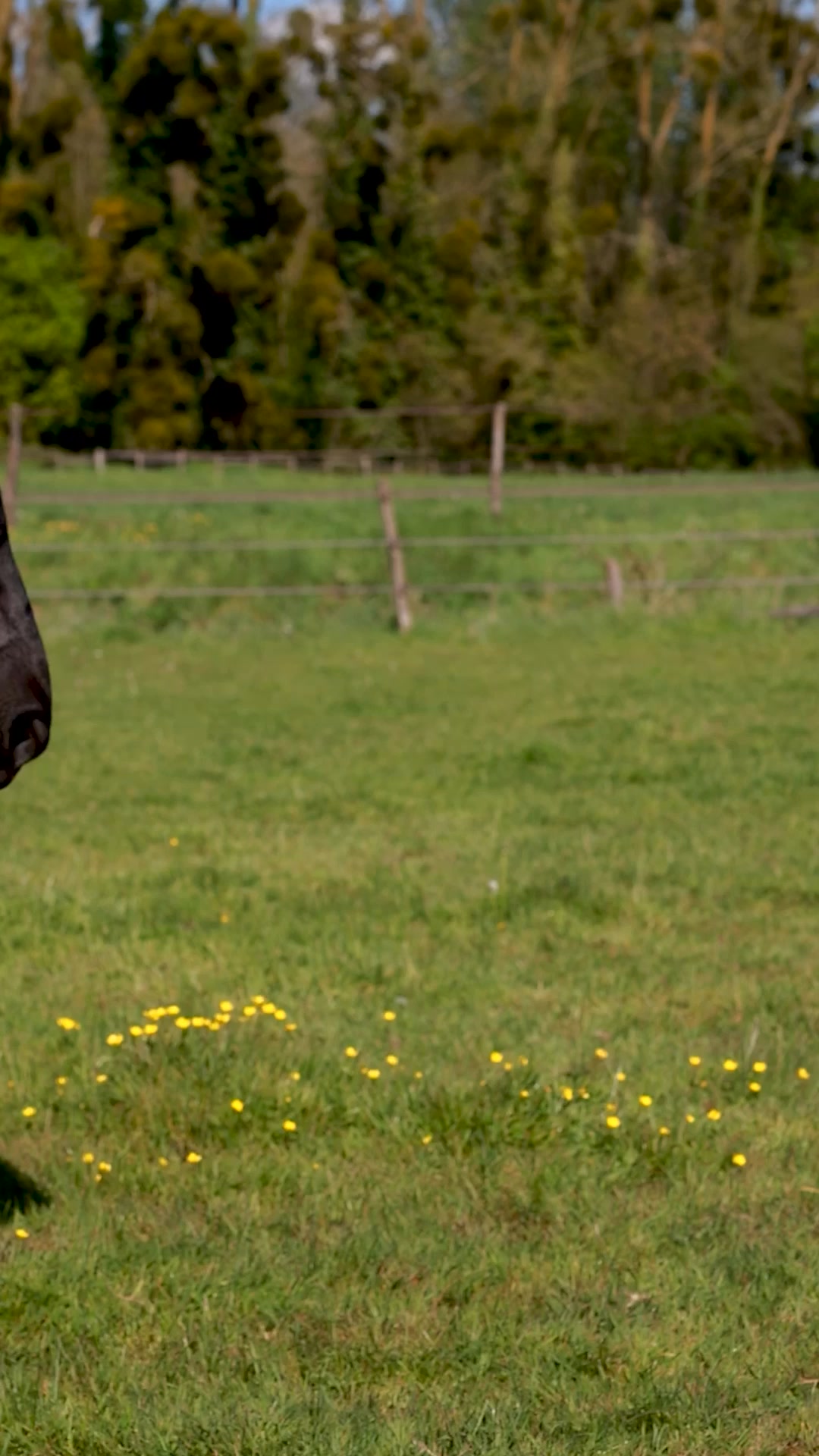 Anti-mouches Horseware | La fashion week by West Cheval