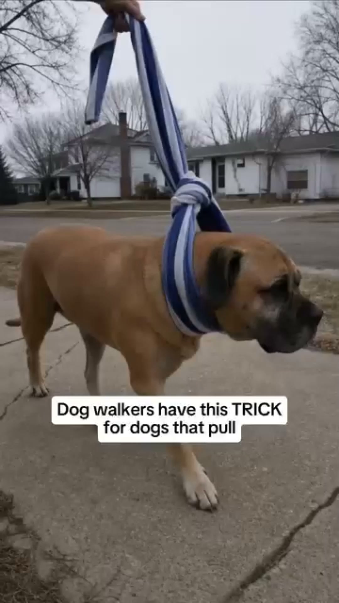 The No-Pull Harness That Turns Your Dog Around