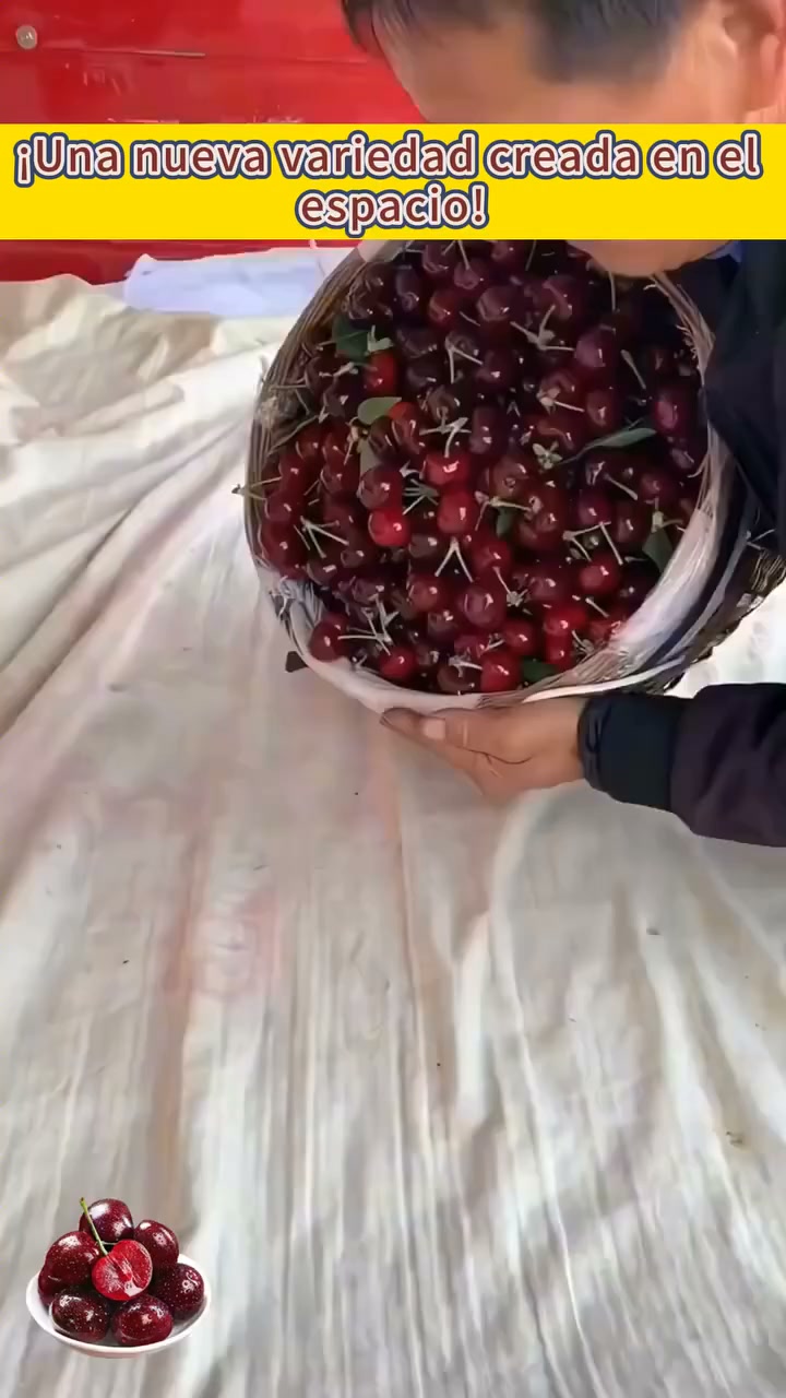 【HAZ CLIC AQUÍ Y PLANTA TU CEREZO ENANO EN ESTA TEMPORADA DE OTOÑO】