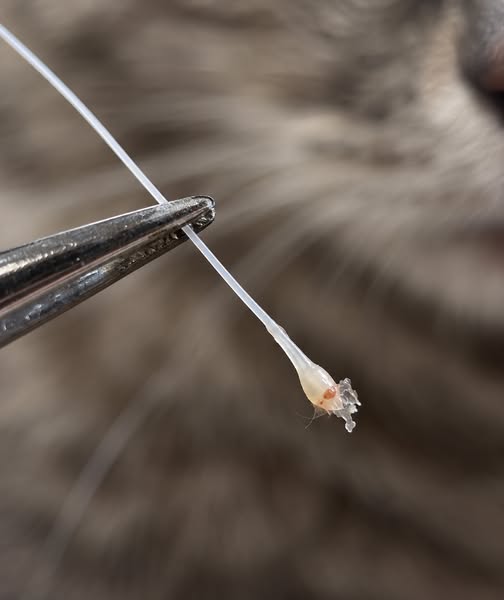 Three Vets Told Me His Whisker Loss Was Normal.